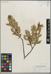 Foto von Salix maccalliana Rowlee